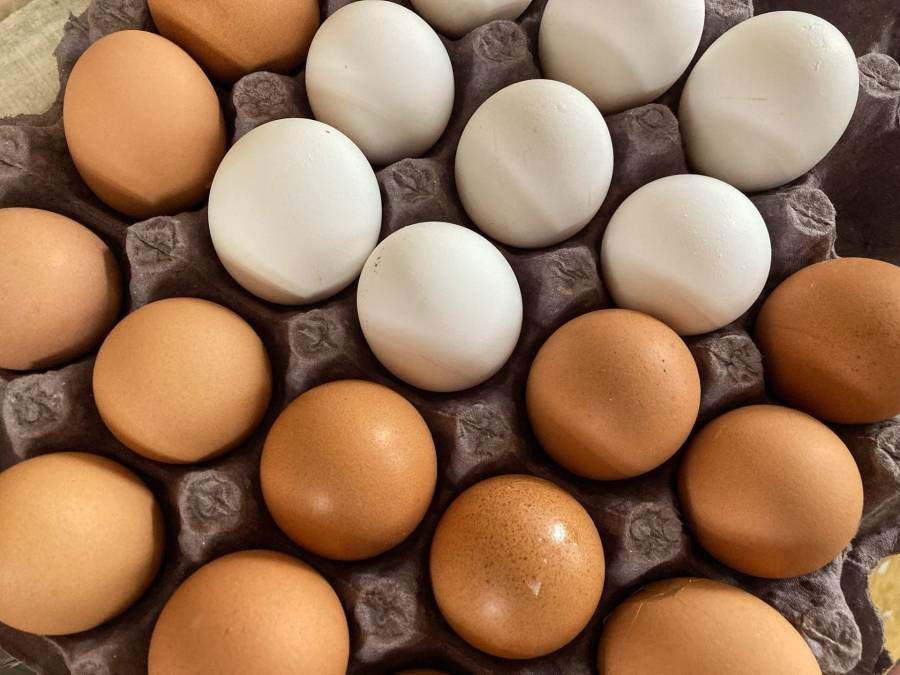 Turquía exportará más de 15 mil toneladas de huevos a EE.UU. debido a escasez por gripe aviar