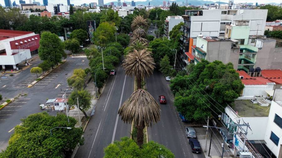 CDMX sustituirá más de 5 mil palmeras por árboles endémicos para fortalecer biodiversidad