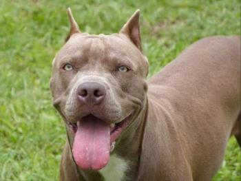Perro dispara por accidente contra su due&ntilde;o en EEUU