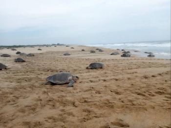 Supervisan más de 20 mil nidos de tortuga marina en Oaxaca