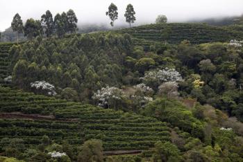 Brasil se posiciona como proveedor clave de alimentos ante pol&iacute;ticas proteccionistas de EE. UU.