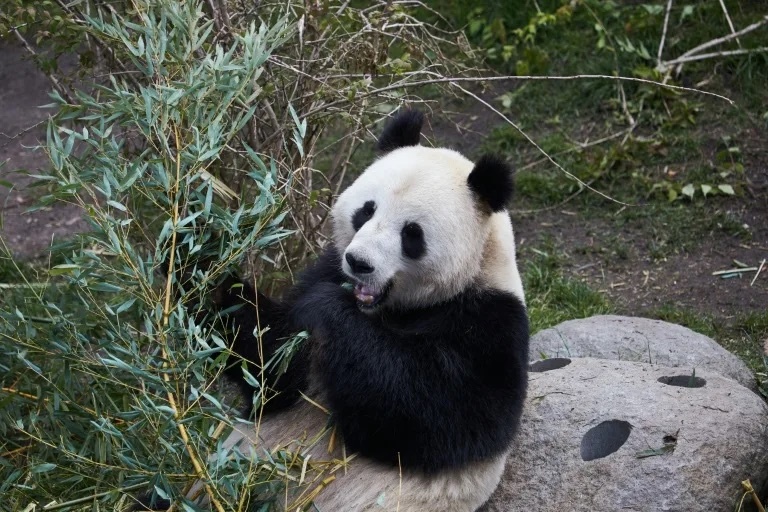 Zoológico de Copenhague apuesta a nueva estrategia para la reproducción de sus pandas