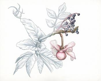 Dulce Chacón inaugura en Brooklyn la exposición “At the Forest Edge”, una conexión entre arte, bosque y espiritualidad