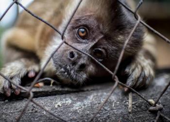Buscan erradicar venta ilegal de especies protegidas