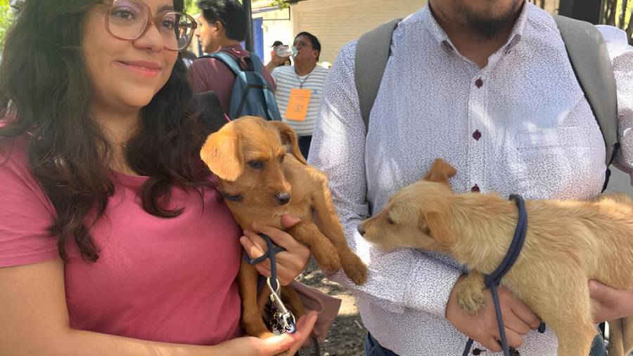 Adopta con Amor: SEDEMA Invita al Segundo Adoptatón de Perros y Gatos en CDMX