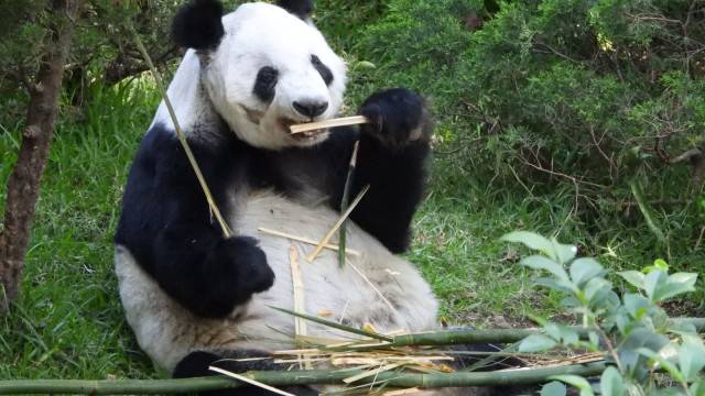 ¡Celebra a Xin Xin! Lanzan convocatoria de dibujo por sus 35 años en el Zoológico de Chapultepec