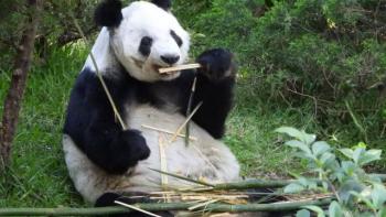 ¡Celebra a Xin Xin! Lanzan convocatoria de dibujo por sus 35 años en el Zoológico de Chapultepec