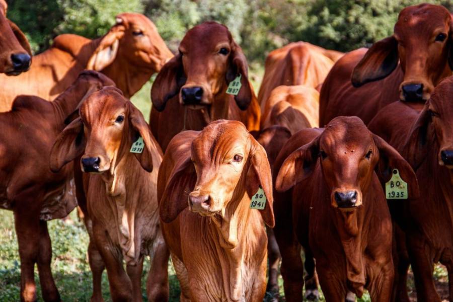 PAN exige acciones urgentes para erradicar el gusano barrenador y proteger a las familias ganaderas