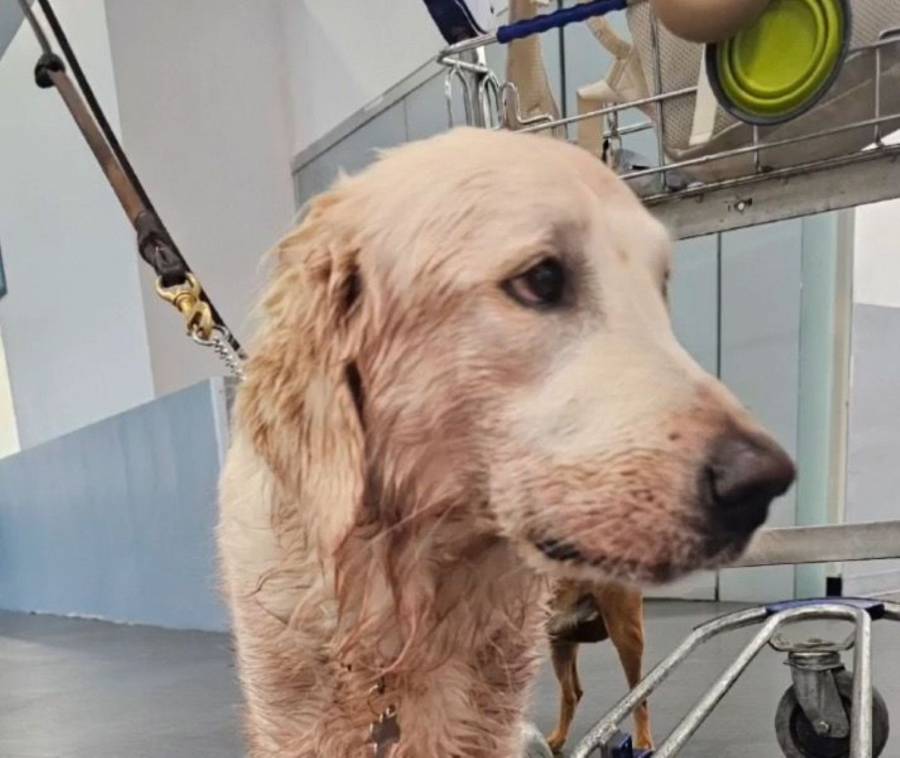 Aeroméxico reafirma su compromiso con el bienestar animal tras caso de Maple, y se deslinda del maltrato denunciado