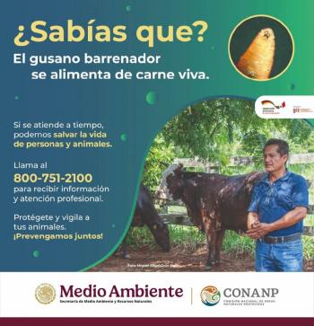 Sheinbaum conf&iacute;a en reapertura de frontera para exportaci&oacute;n de ganado; exportaciones caen 60%