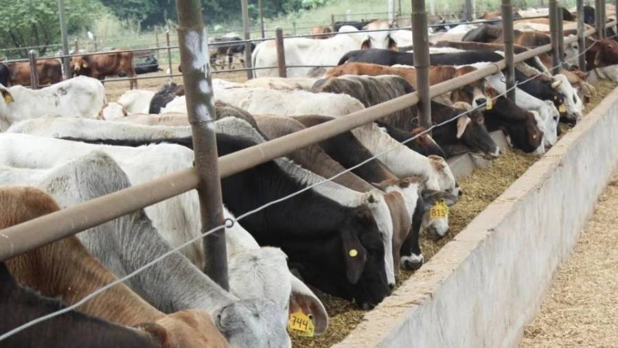 EE. UU. mantiene suspensión a importaciones de ganado mexicano por brote de gusano barrenador  