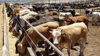 México y EE. UU. avanzan en acuerdo para reanudar exportación de ganado con nueva estrategia contra el gusano barrenador