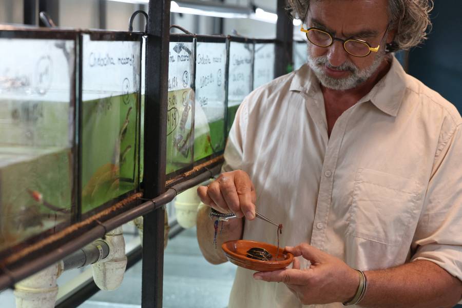 Francia: Nacimiento inusual en cautiverio de dos tortugas en peligro de extinción