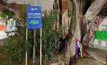 Vecinos y autoridades acuerdan proteger al árbol Laureano en Tlacoquemécatl Del Valle