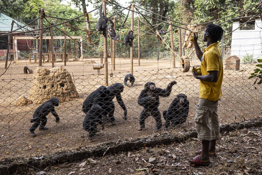 En Sierra Leona, un santuario de chimpancés amenazado por una deforestación alarmante