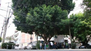Movimiento #SalvemosALaureano anuncia nuevo amparo y festival cultural para proteger árbol histórico en Tlacoquemécatl