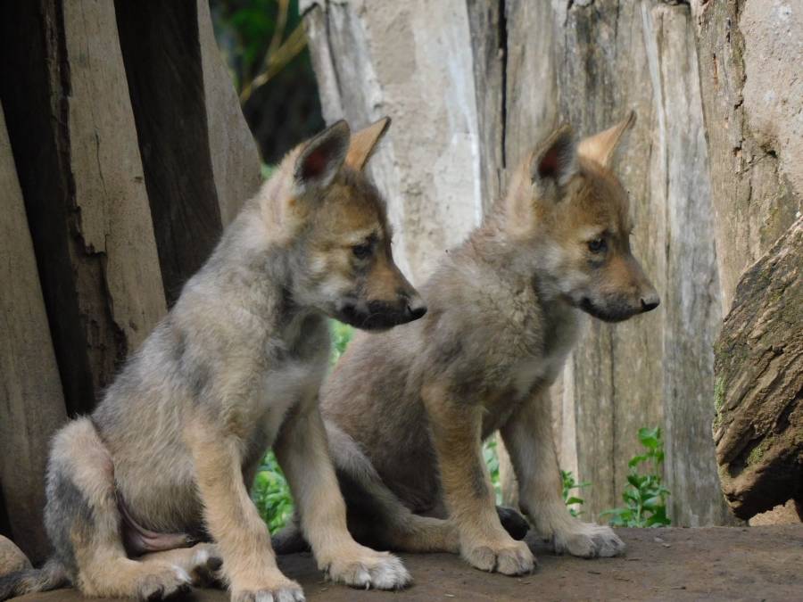 Nacen cuatro crías de lobo mexicano en el Centro de Conservación de San Juan de Aragón