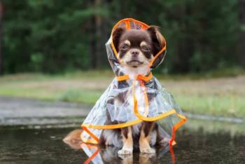 Recomendaciones para proteger a tus lomitos en temporada de lluvias