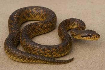 Autoridades resguardan serpiente localizada en plantel educativo de Gustavo A. Madero
