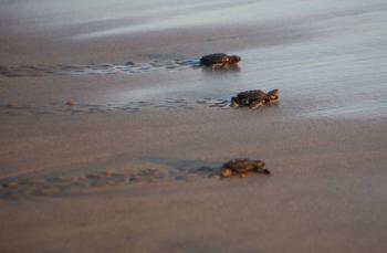 Liberan más de 45 mil crías de tortuga lora en costas de Tamaulipas