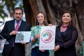 Clara Brugada declara Patrimonio Natural un ahuehuete de 700 antildeos en CDMX y anuncia plan de conservacioacuten de aacuterboles