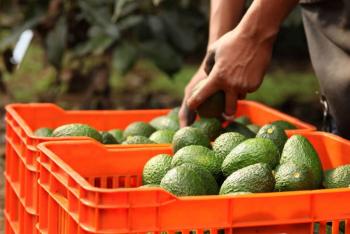 México lidera la producción mundial de aguacate con modelo sostenible y producción todo el año