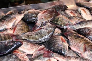 México busca autosuficiencia alimentaria con tilapia: producción supera los 2,600 millones de pesos en 2024