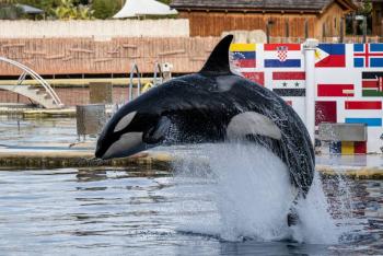 Orcas sorprenden al ofrecer presas a humanos: estudio revela intención social y altruista