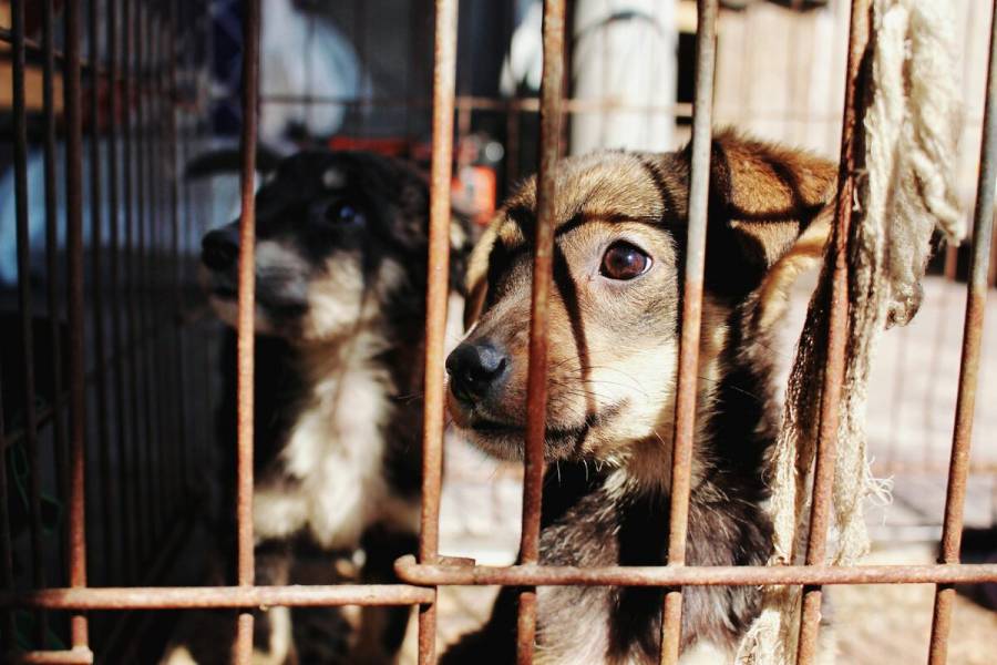 Proponen multar a quien comercialice, reproduzca o maltrate perros y gatos