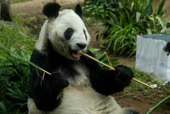 Zoológico de Chapultepec conmemora 102 años de historia con actividades especiales para visitantes