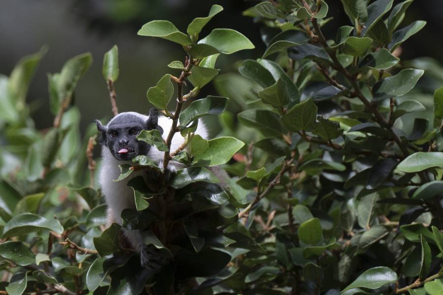 Los machos alfas son raros entre los primates, según estudio 