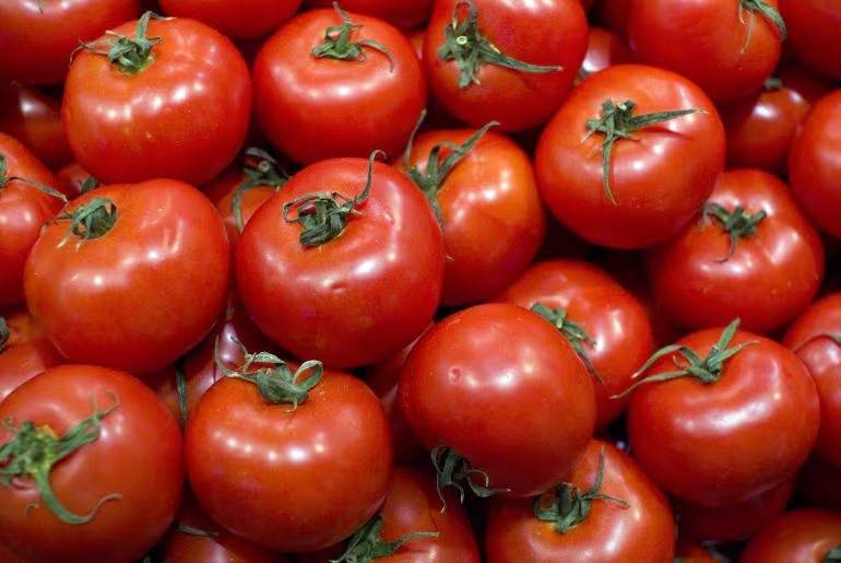 Sector agroindustrial de Jalisco confía en que EU no impondrá arancel al tomate mexicano