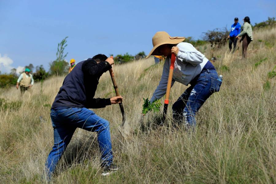Dan inicio a jornada de reforestación en el Cerro de la Estrella de Iztapalapa
