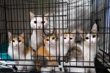Rescatan a perros y gatos explotados en el Centro Histórico de CDMX