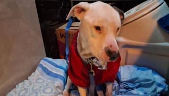 Pitbull rescatado por maltrato en Ecatepec encuentra nuevo hogar en CDMX