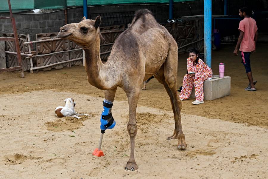Una camella vuelve a caminar con una prótesis en un refugio de animales pakistaní