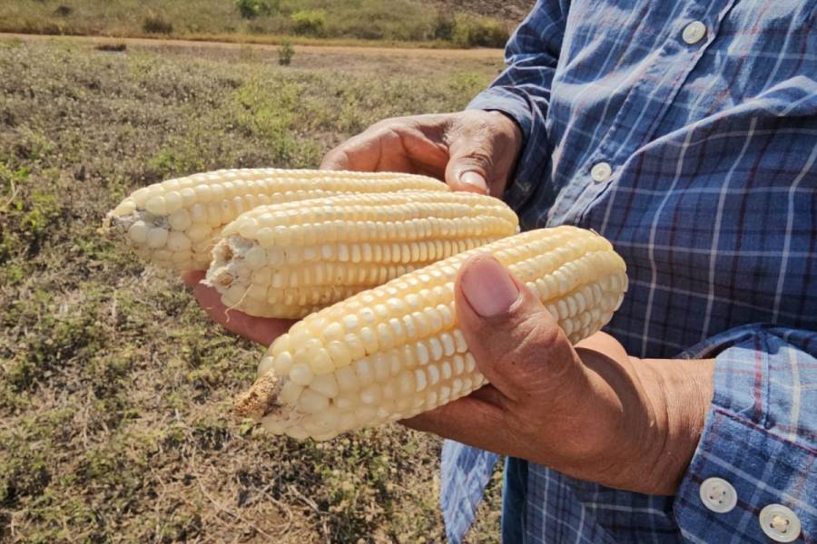 México asegura producción suficiente de maíz blanco para 2025