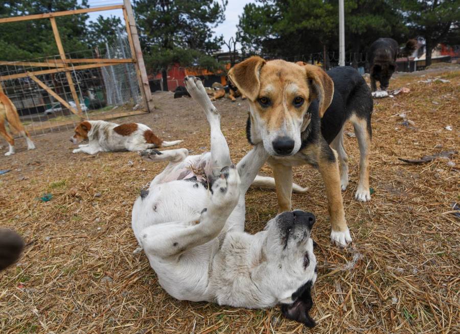 20 de Julio: Conmemoración de Día del Perro