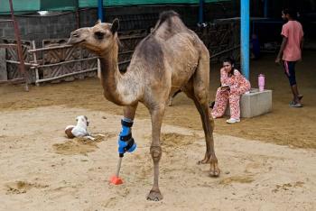 Una camella vuelve a caminar con una pr&oacute;tesis en un refugio de animales pakistan&iacute;