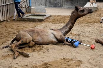 Una camella vuelve a caminar con una pr&oacute;tesis en un refugio de animales pakistan&iacute;