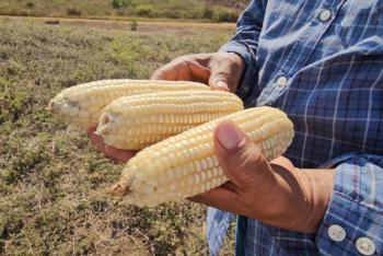 M&eacute;xico asegura producci&oacute;n suficiente de ma&iacute;z blanco para 2025