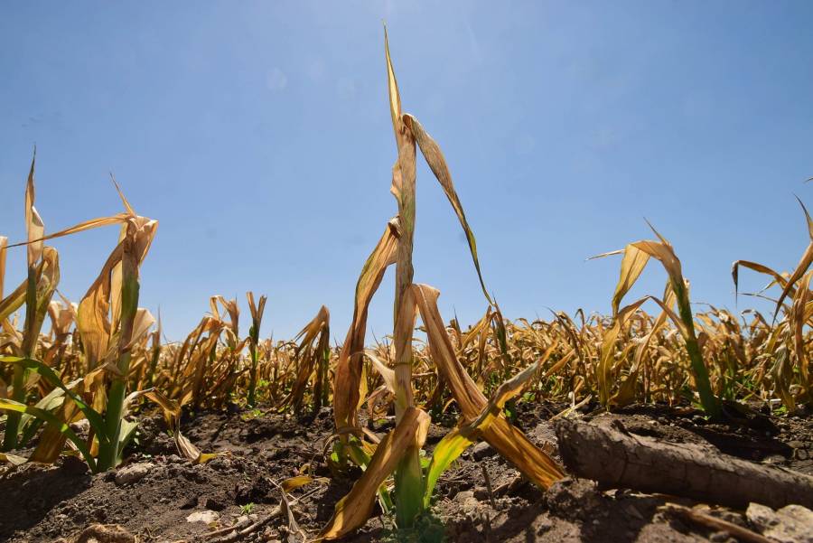 México enfrenta déficit en producción de maíz y carne pese a su relevancia alimentaria