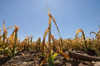 M&eacute;xico enfrenta d&eacute;ficit en producci&oacute;n de ma&iacute;z y carne pese a su relevancia alimentaria