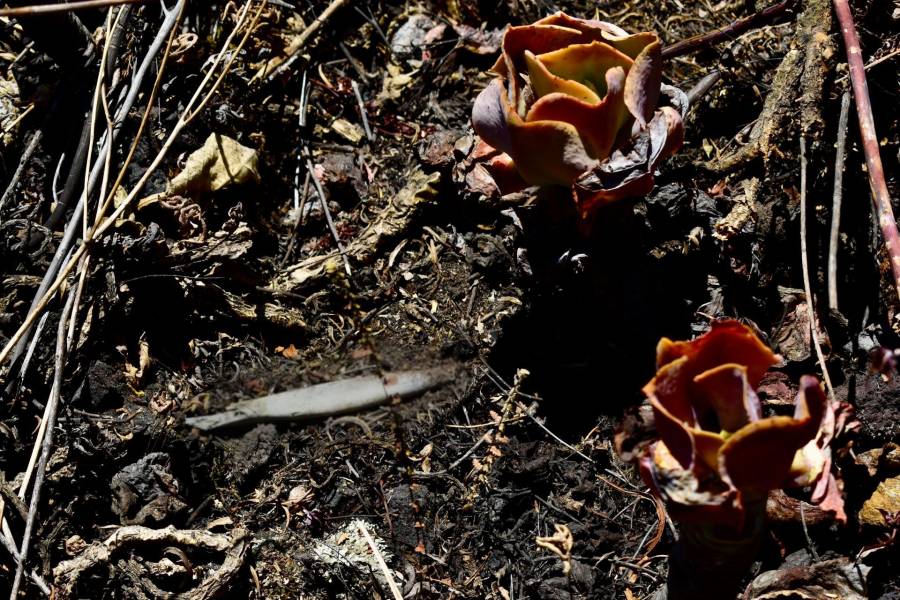 Localizan restos humanos en zona serrana de Sonora; Madres Buscadoras por la Paz encabezan hallazgo