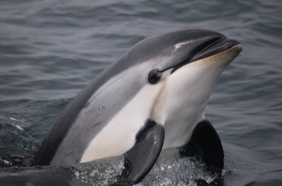 Refuerza Semarnat acciones para proteger a la vaquita marina