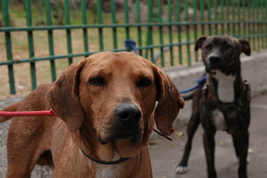 Rescatan a cinco perros abandonados en un inmueble de la alcaldía Cuauhtémoc