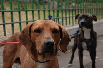 Rescatan a cinco perros abandonados en un inmueble de la alcald&iacute;a Cuauht&eacute;moc