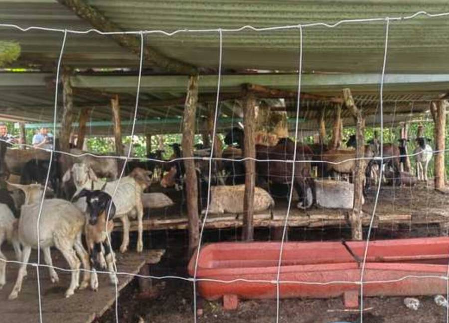 Embarga Gobierno de México 120 animales sin documentación en Oaxaca