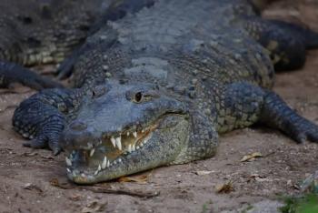 Hombre muere tras ser atacado por cocodrilo en canal hidr&aacute;ulico de Eldorado, Sinaloa