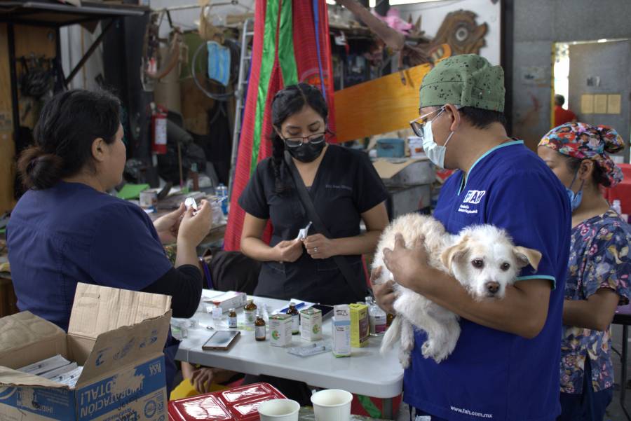 Más de 40 médicos voluntarios atienden a mascotas y callejeritos en jornada gratuita en el Faro de Oriente